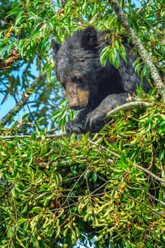 Curious Black Bear Hidden Among Cherry Tree Branches in Cades Cove, Great Smoky Mountains National Park