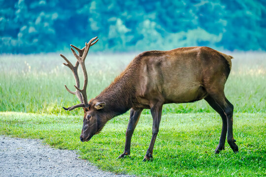 Majestic Elk Grazing in Lush Green Meadow at the Smoky Mountains National Park Visitor Center, Cherokee, North Carolina, USA