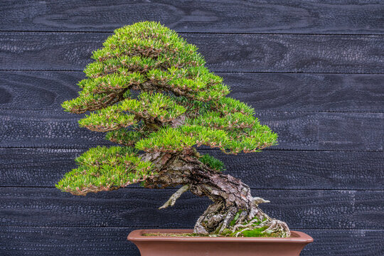 Exquisite Bonsai Tree Against Elegant Dark Wood &mdash; Discover the Art of Bonsai Gardening