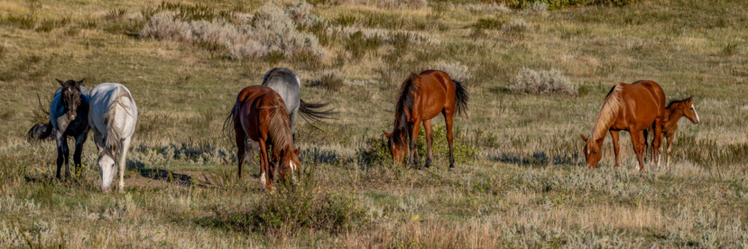 Wild horses roam the south unit of Theodore Roosevelt National Park in North Dakota.