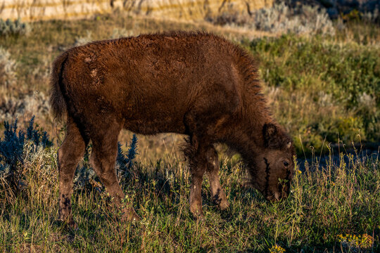 A young bison grazing in Theodore Roosevelt National Park, North Dakota, USA, North Dakota