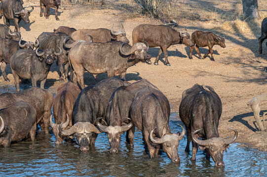 South Africa, herd of Cape Buffalo at water hole, Sabi Sand