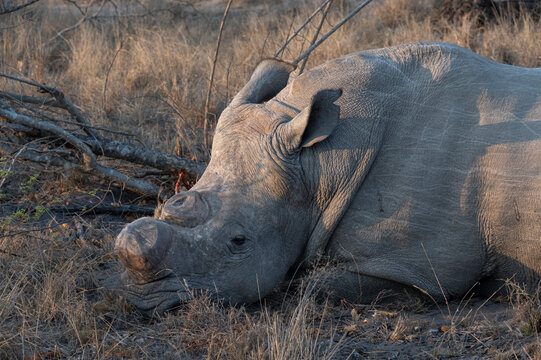 South Africa, Square-Lipped Rhino with horn removed to prevent poaching,  Sabi Sand