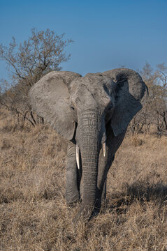 South Africa, Elephant portrait at Sabi Sand