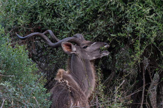 South Africa, Kudu feeding a tManyoni Game Reserve