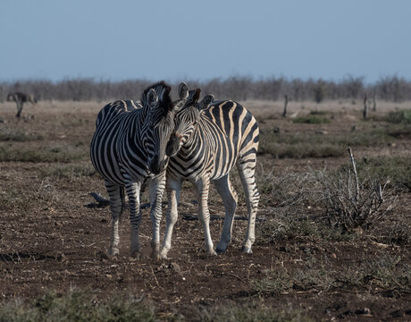 South Africa, play behavior of two Zebra, Kruger National Park