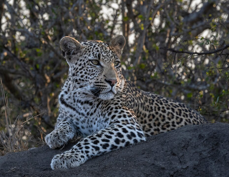 South Africa, Leopard portrait at Sabi Sand Game Reserve near Kruger National Park