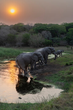 South Africa, elephants at water hole at sunset, Tembe Elephant Park