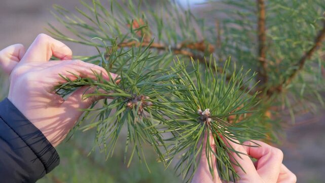 Inspecting New Pine Buds and Resin on Scots Pine Branch, Tactile Nature Exploration, Botanical Study of Coniferous Forest Growth in Spring