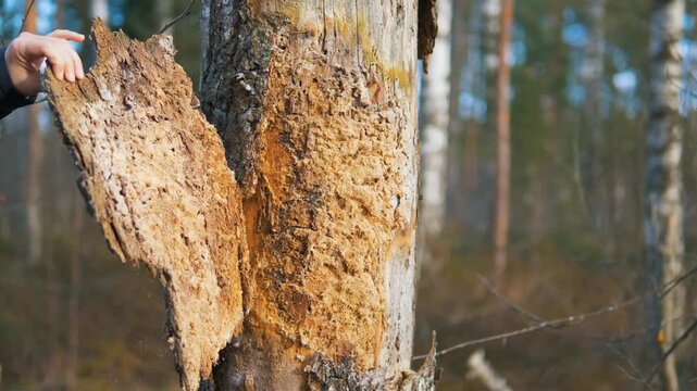 Close-up of Woman Peeling Bark from Dead Tree in Spring Forest, Revealing Rotting Wood Texture and Insect Frass, Ecology and Decomposition in Nature
