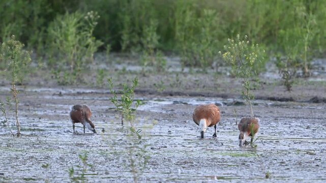 Ruddy shelduck (Tadorna ferruginea) with ducklings feeding in their natural habitat. Slow motion wildlife footage showing parental care and natural behavior of wild water birds.