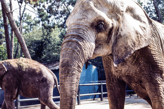 La Fl&egrave;che Zoo, La Fleche Zoo, Sarthe, France, August 1982: close view of Asian elephant with another elephant in background inside a zoo enclosure in summer light