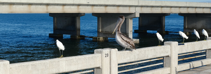 A large pelican and numerous smaller egrets sit on a concrete railing at one fo the fishing piers off the szunshine Skyway bridge spanning Tampa Bay
