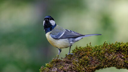 great tit on a mossy branch © Birol Dincer 