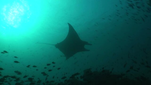 マンタ　オニイトマキエイ