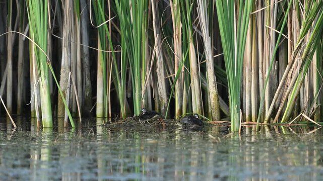 Little grebe (Tachybaptus ruficollis) parent carrying nesting material to the nest where growing chicks are waiting. Slow motion wildlife footage