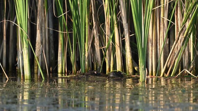 Little grebe (Tachybaptus ruficollis) parent carrying nesting material to the nest where growing chicks are waiting. Slow motion wildlife footage Close up.