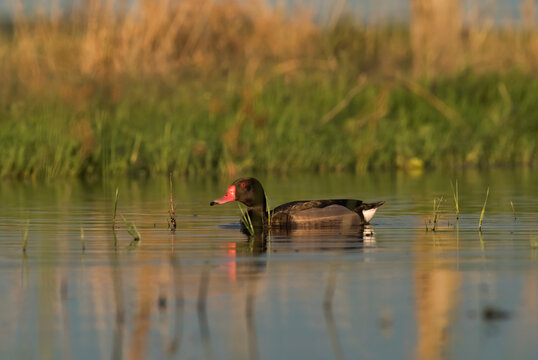 Rosy billed Pochard, Male ,  La Pampa Province , Patagonia,  Argentina.