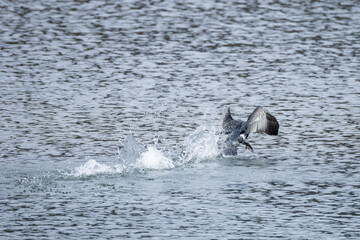 Fototapeta premium Cormorant taking off from water with splashing – wildlife bird in dynamic motion on lake