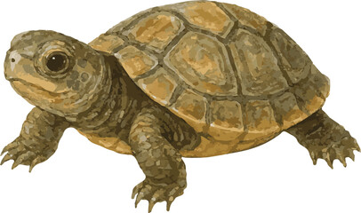 Watercolor painted vector realistic illustration of baby turtle © Mantella