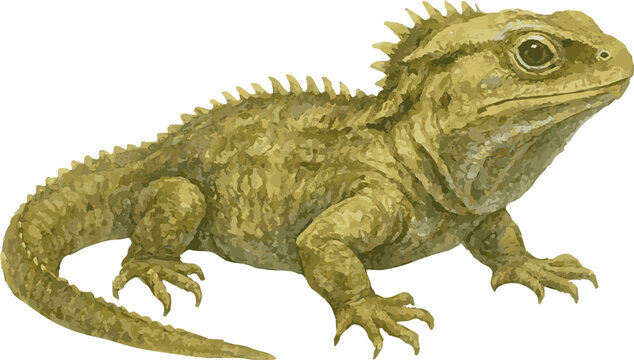 Watercolor painted vector realistic illustration of tuatara
