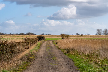 Fototapeta premium Footpath in the Norfolk marshes Selective focus and bokeh