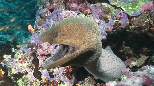 ウツボ