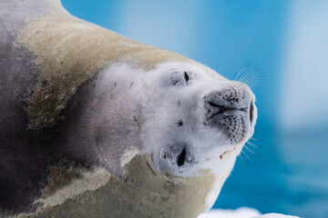 Close-up of a crabeater seal -Lobodon carcinophaga- resting on a small iceberg near the fish islands on the Antarctic peninsula © Goldilock Project