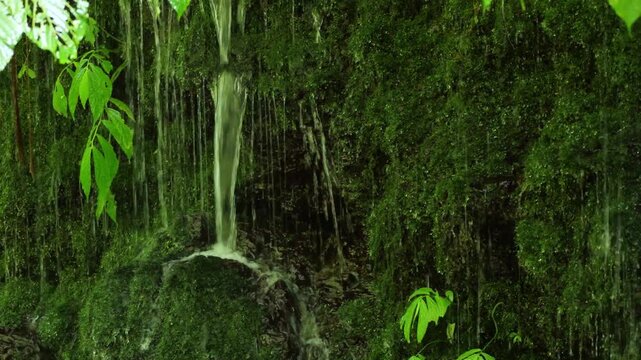 Closeup Of Soft Moss With Water Droplets. Calm Textured Moss With Subtle Water Flow In Green Tones. Detailed View Of Velvet Moss Featuring Delicate Water Trickle And Soothing Green Hues