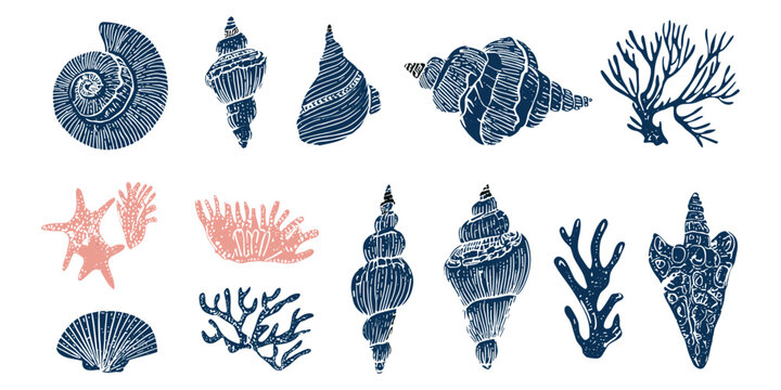 Seashell and coral illustration set in vintage engraving style with marine elements for coastal decor, packaging and nautical design