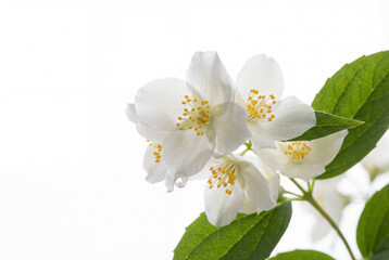 Fototapeta premium Delicate white jasmine flowers with green leaves and a water droplet
