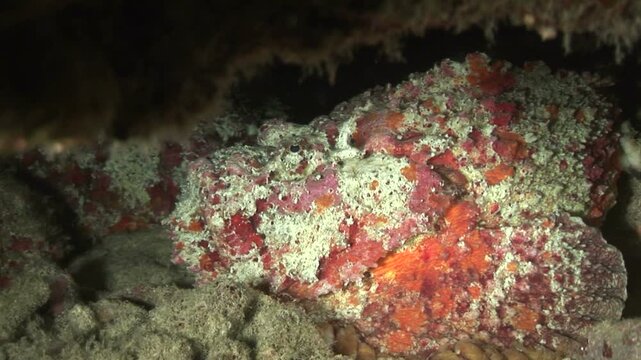 オニダルマオコゼ