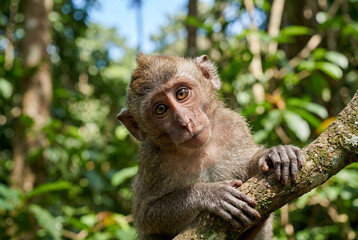 Obraz premium Young balinese long tailed monkey looking forward while resting on a tree branch in a green forest