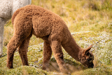 Fototapeta premium Alpaca en los andes de ecuador 