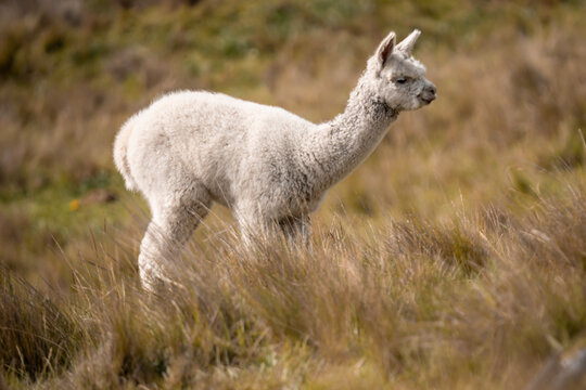 Alpaca en los andes de ecuador 