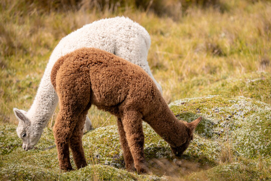 Alpaca en los andes de ecuador 