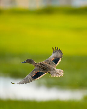 pato andino volando en los andes de ecuador 