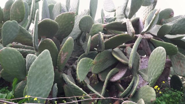 Prickly pear cactus pad with long needles in a natural outdoor setting.
