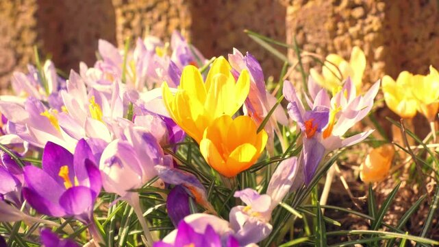Bright yellow and purple crocus flowers bloom among green grass and sunlit soil, evoking spring renewal, warmth and delicate beauty in a close-up garden scene.