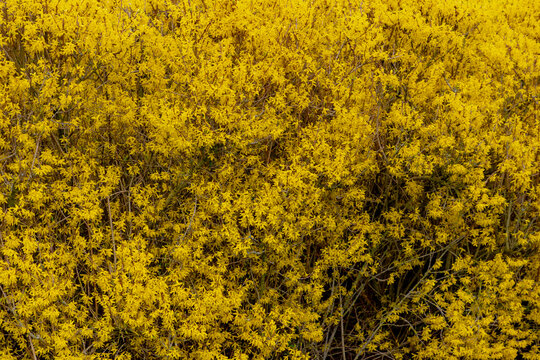 Selective focus of yellow flowers full bloom on the tree, Forsythia suspensa is a genus of flowering plants in the olive family Oleaceae, Mostly native to southeastern Europe, Nature floral background