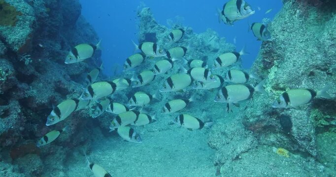 fish scenery underwater underwater mediterranean sea sun shine relaxing ocean scenery sea breams