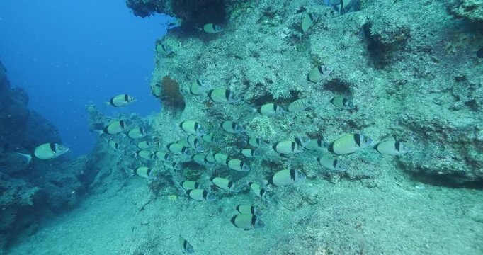 underwater fish scenery from mediterranean  sea breams ocean scenery underwater landscape seabreams  Diplodus sargus