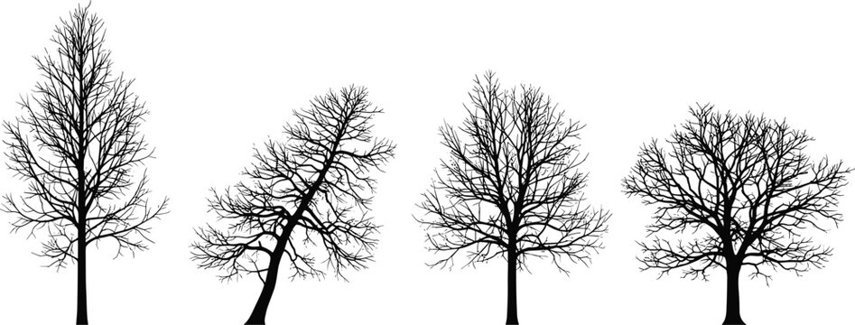 Silhouettes of leafless trees with diverse branching patterns, symbolizing nature, seasons, and landscape diversity in vector design