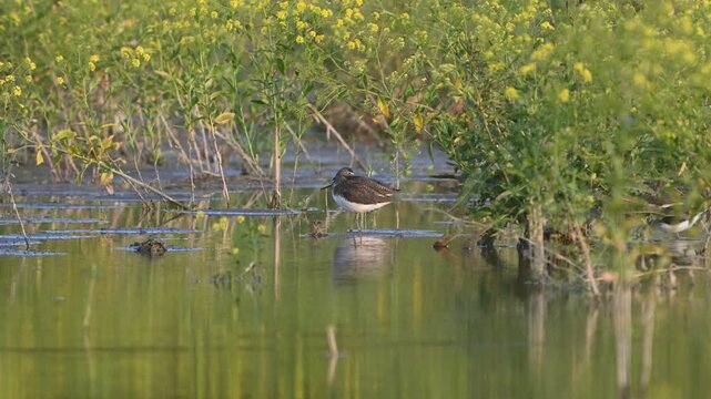Green sandpiper (Tringa ochropus) feeding and resting on a lake in its natural habitat. Slow motion wildlife footage capturing natural behavior of a wading bird in calm freshwater environment.
