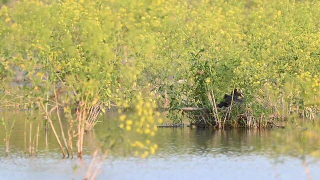 Eurasian coot (Fulica atra) sitting on its nest in natural habitat. Slow motion wildlife footage capturing nesting behavior and parental instincts of a wild water bird.