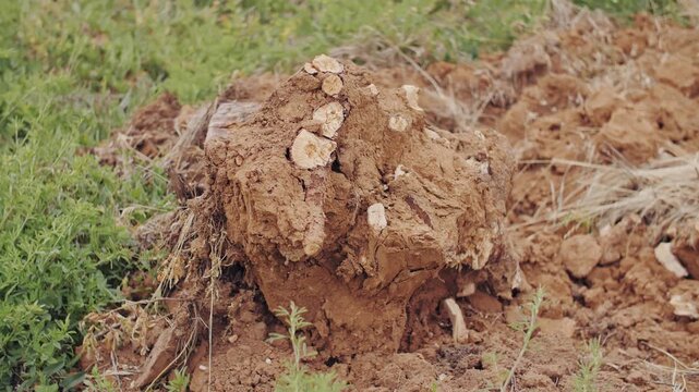Removing Tree Stump From Earth In Outdoor Environment