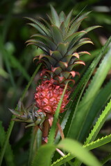 Fototapeta premium pineapple in the garden