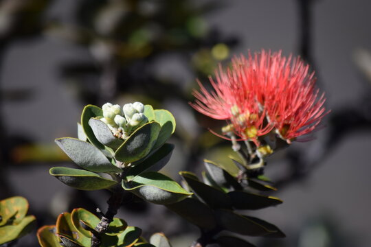 Ohia lehua 