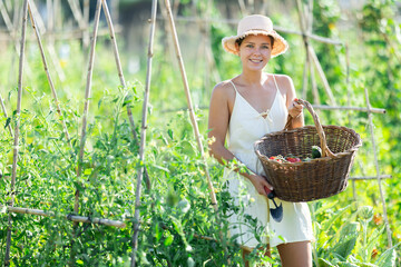 Naklejka premium Girl summer resident dweller with wicker basket stands by garden beds. Worker picking ripe fruits from branches, and puts fruits in empty crate.