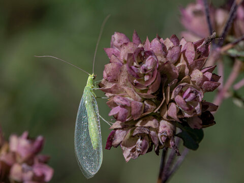 Common green lacewings (Chrysoperla) resting on a flower in La Garrotxa, Catalonia, Olot